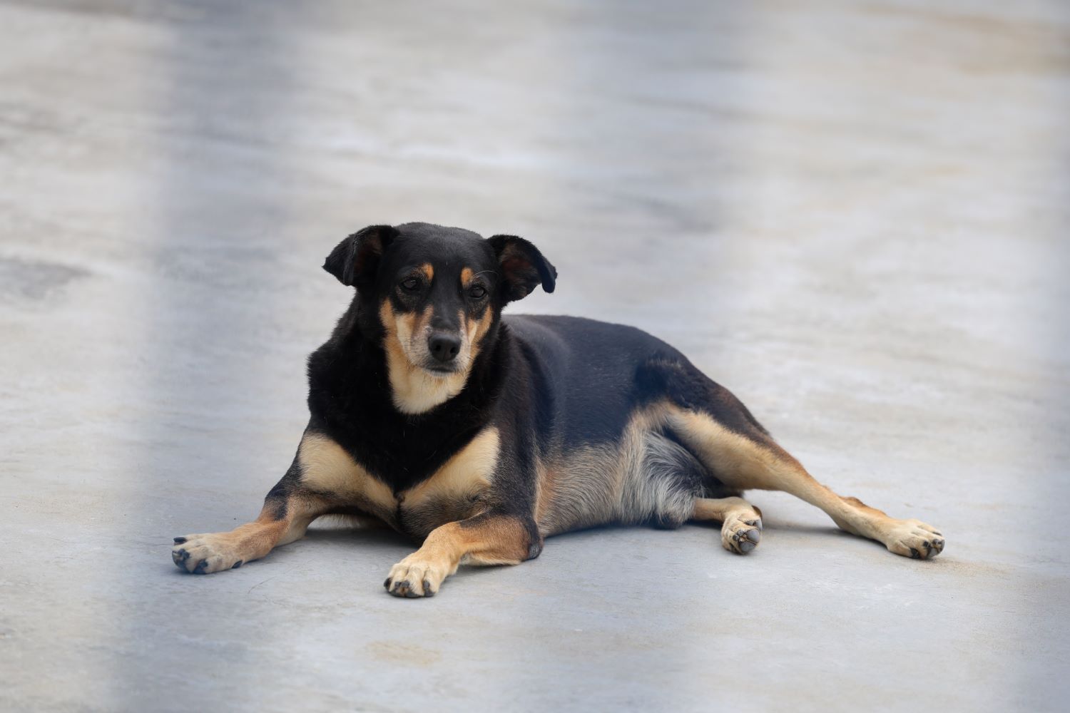Governador sanciona lei que protege cães e gatos criados em conjunto por vizinhos e comunidades