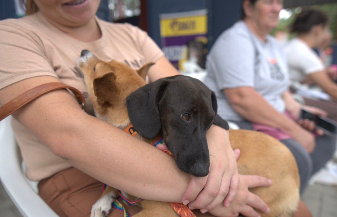 Pet Levado a Sério: Rio Negrinho conclui os primeiros mutirões do ano com mais de 280 animais atendidos