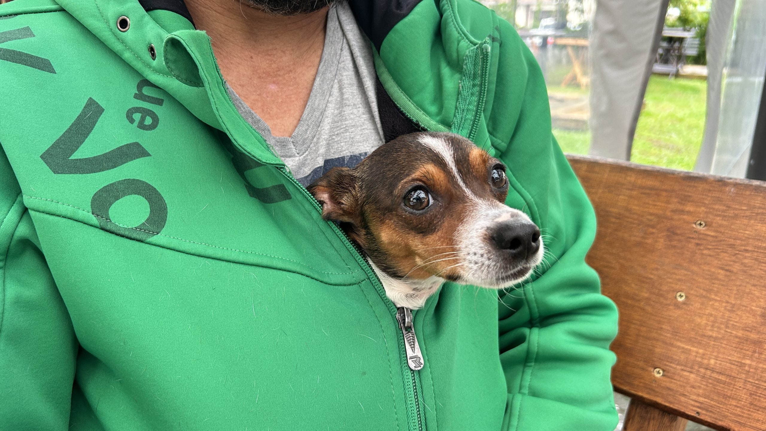 Abril Laranja: no mês alusivo ao combate à crueldade contra os animais, Governo de Santa Catarina destaca ações que contribuem para a efetividade da política de bem-estar animal no estado